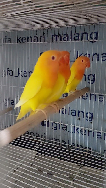 burung kenari #kenarigacor #kenari #kicaumania #kicau #hoby #fypシ #gantangan #burung #fyp