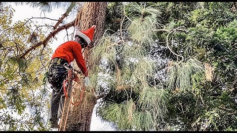 Happy Holidays from the A Plus Tree elves