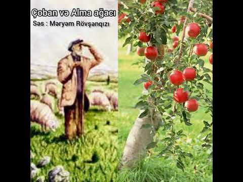 Video: Crabapple niyə çiçək açmır: Crabapple ağaclarında çiçəklərin olmamasının səbəbləri