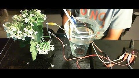 Automatic Plant Watering System with Microbit