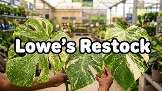 Rare Plants at Lowe’s: Monstera Mint, Monstera Albo, Huge $39 Thai Constellation & More!