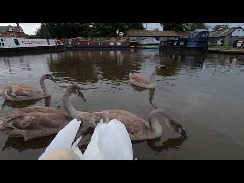 Swans at Talbot Wharf
