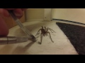 Man Untangles Wolf Spider