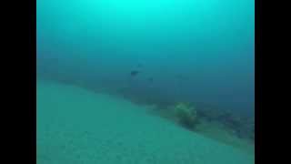 Descente Avec Poissons