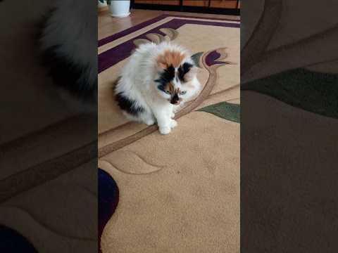 Две кавказские поговорки #философия #цитаты #пословицы #мудрость #поговорки #cat #веселыекоты