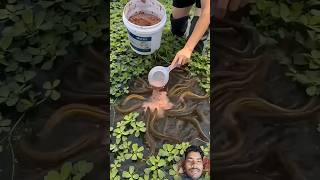 Swamp eel farming #fishfarming
