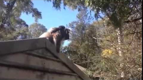 A Drop Bear Attacks My Neighbour, I thought it was a koala.