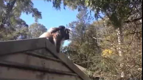 A Drop Bear Attacks My Neighbour, I thought it was a koala.