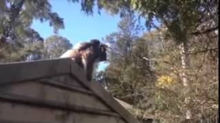 A Drop Bear Attacks My Neighbour, I thought it was a koala. Net Worth