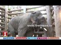 ನಾನು ಯಾರ ಮಾತೂ ಕೇಳಲ್ಲ..! ಆದ್ರೆ..!  | Shivamogga | Wild Elephant in Sakrebylu Elephant Camp