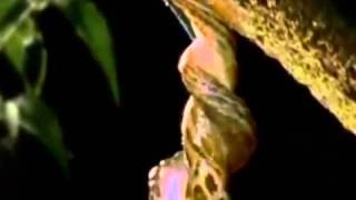 Reproducción de las babosas CN8   03