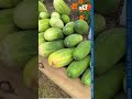 Recent rain and sunshine result in massive harvest at KRCG 13