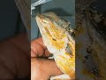 Bearded Dragon Super SHED ASSIST | Shed Compilation Vol 2 | @Chuck Norriz Bearded Dragon