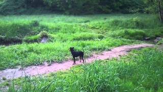 Карликовый пинчер (Цвергпинчер) / Zwergpinscher Карликовый пинчер (Цвергпинчер) / Zwergpinscher