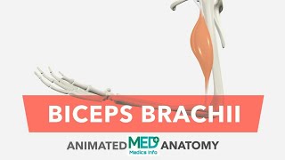 Biceps Brachii - Anatomy, Origin, Insertion, Actions, Innervation + Blood Supply Animated