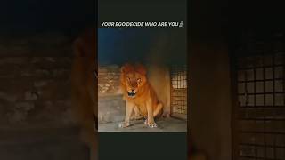 Lion Vs Tiger Attitude For Feeding🦁🐯 #lion#tiger#animals#wildanimals#trending#shortsfeed#shorts