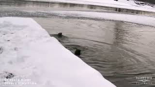 St Croix River Otters Snow Play time near Stillwater Minnesota