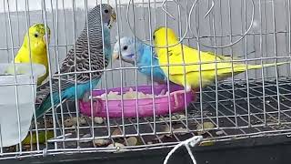 বাজিগার পাখিকে ভাত খাওয়ানো যাবে কিনা? আপনারা কি জানেন বাজিগর পাখি ভাত খায় কিনা