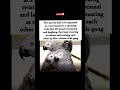 They formed a SWEARING GANG 🦜😳… and had to be SEPARATED for CHAOS ✨🤣🔥 #shorts #parrot #viral