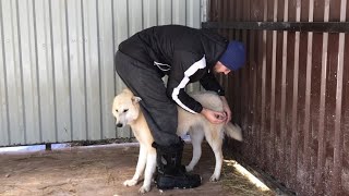 Поставил Укол западносибирской Лайке , Волэнд Алита на прогулке, зайцы обнаглели. Акела ест лапки.