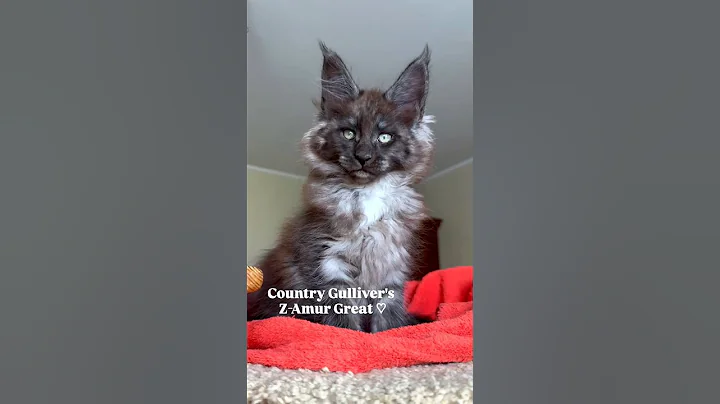 Video 11037391: coon mainecoon kitten cat, mainecoon cat kitten pets, mainecoon kitten cute pets, maine coon cattery, maine coon boy