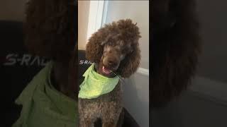 Rate Hershey from 110 #dog #poodle #cute #funny  #fyp