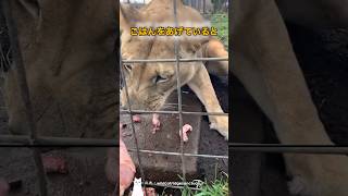 野良猫たちのごはんタイムが過酷な理由