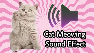 Funny Cats Kitten Meowing 2022 - Vlog 5 by Reebonz Cattery TV 180 views 1 year ago 2 minutes, 4 seconds