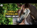 Fakta Menarik Kuda Przewalskii yang Menggemaskan