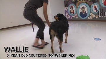 WALLIE - Featured on Comcast Xfinity at The Humane Society of Utah