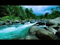 Flowing Water and Singing Birds | Relaxation &amp; Insomnia Relief