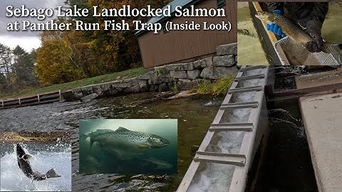 Sebago Lake Landlocked Salmon at Panther Run Fish Trap (Inside Look)