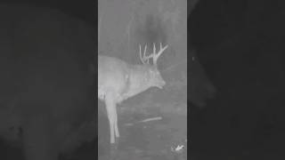 CRAZY Trail Cam Video Shows Whitetail Buck in Full-On Rut Exhaustion!! #shorts #trailcamvideos #deer