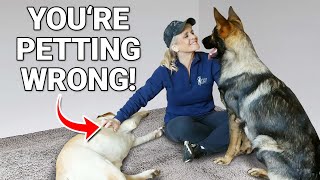The Most Common Dog Training MISTAKE You're Probably Making! by Shannon Walker - The Pack Leader 1,777 views 1 month ago 3 minutes, 44 seconds