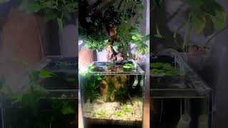 Nano tank 15L, освітлення GepardGoods #життятриває #aquascape