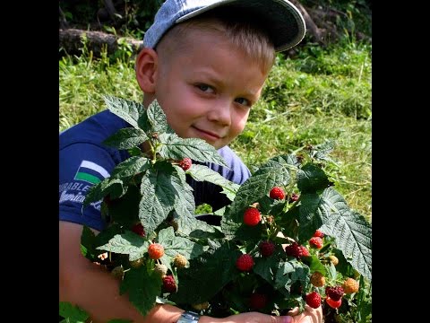 Вопрос: Какие характеристики малины Пингвин?