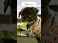 Hydra Creative | Even Treacle Takes Annual Leave