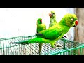 Mithu Parrot Talking | Angry Talking Parrot | Guse M Parrot ki Awaaz