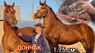 ДОНЧАК  1 75 Чоң  Бээлер Сатууга Чыкты ЖАРГАКТАН  ТОКТОГОН