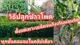 วิธีปลูกข้าวโพด : how to grow corn //เริ่มตั้งแต่เพาะเมล็ด จนถึงเก็บผลผลิต ครบจบในคลิปเดียว