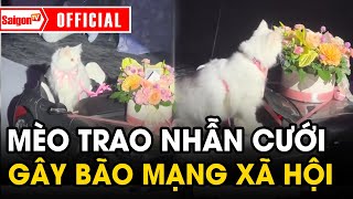 Mèo trao nhẫn cưới cho cô dâu, chú rể hút triệu view | Tin tức SaigonTV