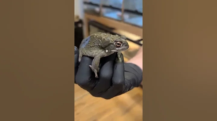 Hallucinogenic Toads! Colorado River Toads #shorts - DayDayNews