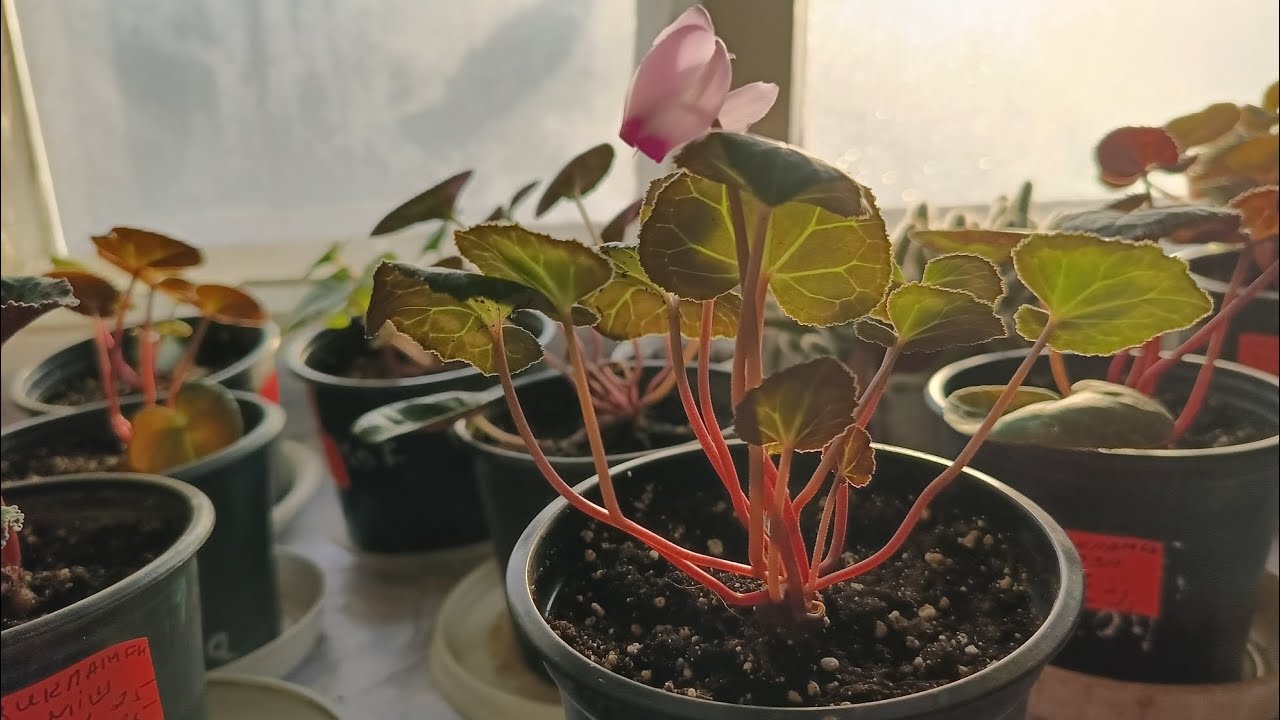 Цикламен- перша квіточка. Розпаковка.