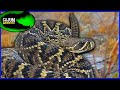 World's Largest Rattlesnake Species - The Eastern Diamondback Rattlesnake!