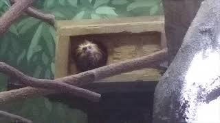 Tamarins at the National Zoo