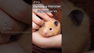 Expectation Vs Reality Of Owning A Hamster - Funny Pets 