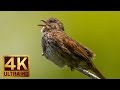 4K - Bird Song Relaxation Video, Birds Singing-Relaxing Sounds - FREE DOWNLOAD!