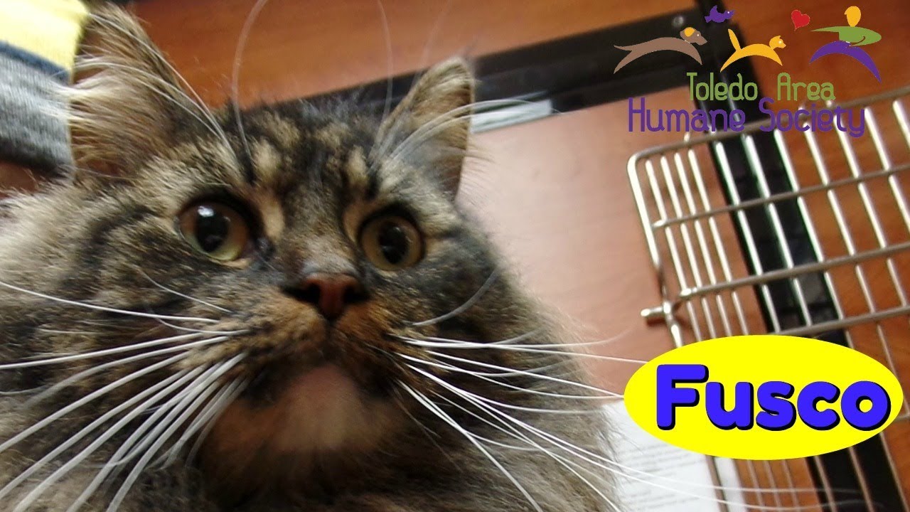 toledo humane society cats