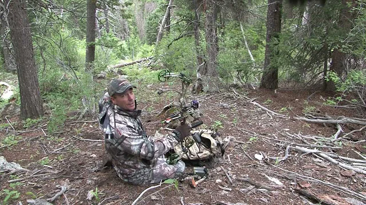 Archery Elk in the Rocky Mountains
