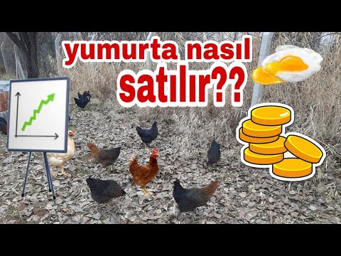 Video: Hangi Yumurta Kategorisi Daha Iyidir: C0, C1, C2, C3 Veya CB